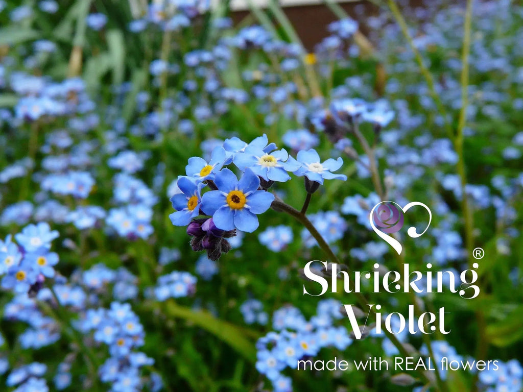 Forget-Me-Not Round Stud Earrings